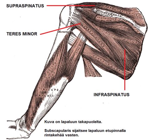 Kiertäjäkalvosin: lihaksien anatomia, tehtävät ja vahvistaminen